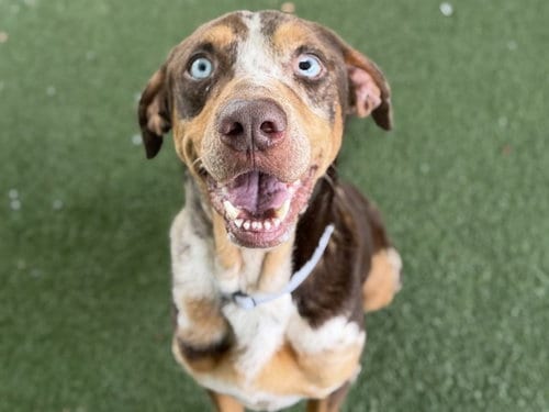 Photo of Holly, adoptable Catahoula Leopard Dog in Tavares, Florida