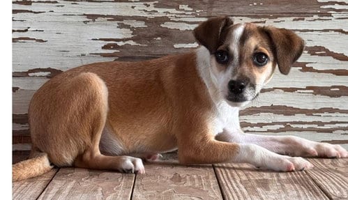 Photo of Dory, adoptable Chihuahua in Carrollton, Texas