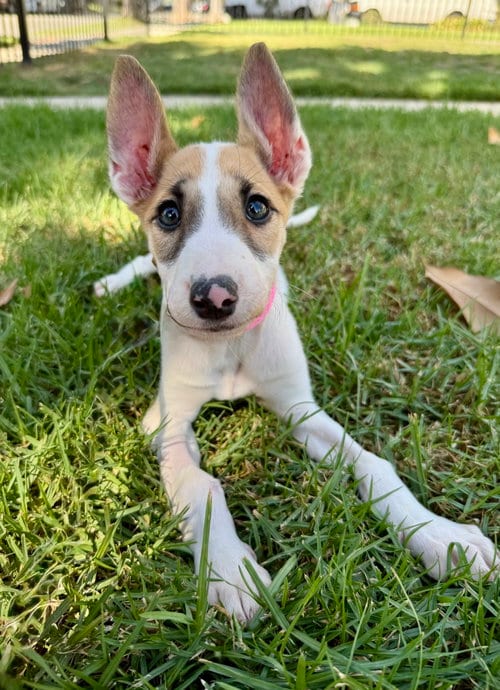 Photo of Florence, adoptable Bull Terrier in Marina Del Rey, California