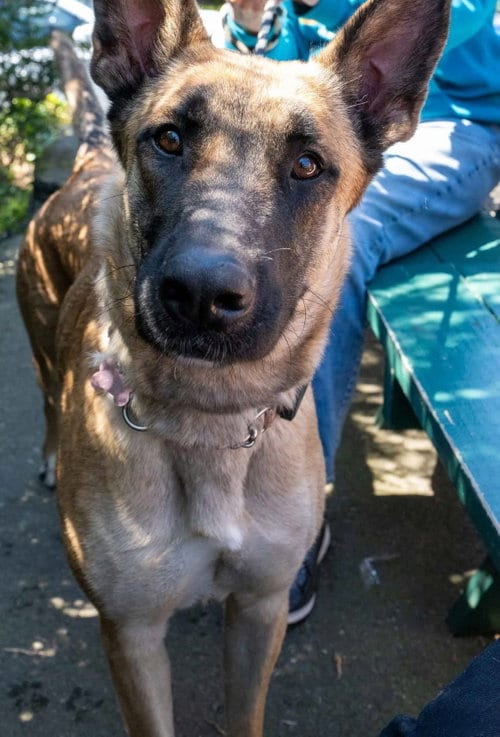 Photo of Gaia, adoptable German Shepherd Dog in Seattle, Washington