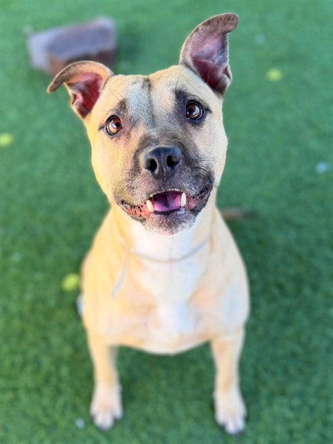 Photo of Bon Bon, adoptable Pit Bull Terrier in Agoura, California