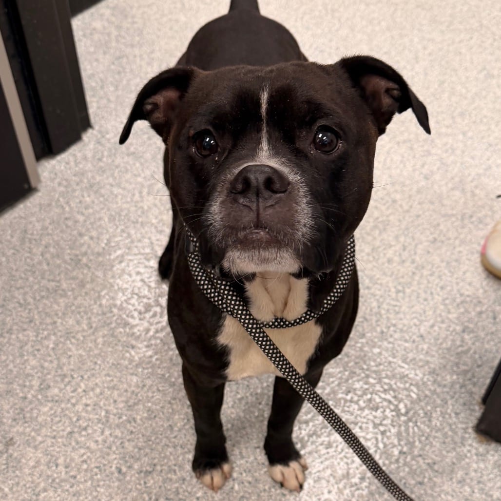 Photo of Morty, adoptable Terrier, Boston / Mix in Spartanburg, South Carolina