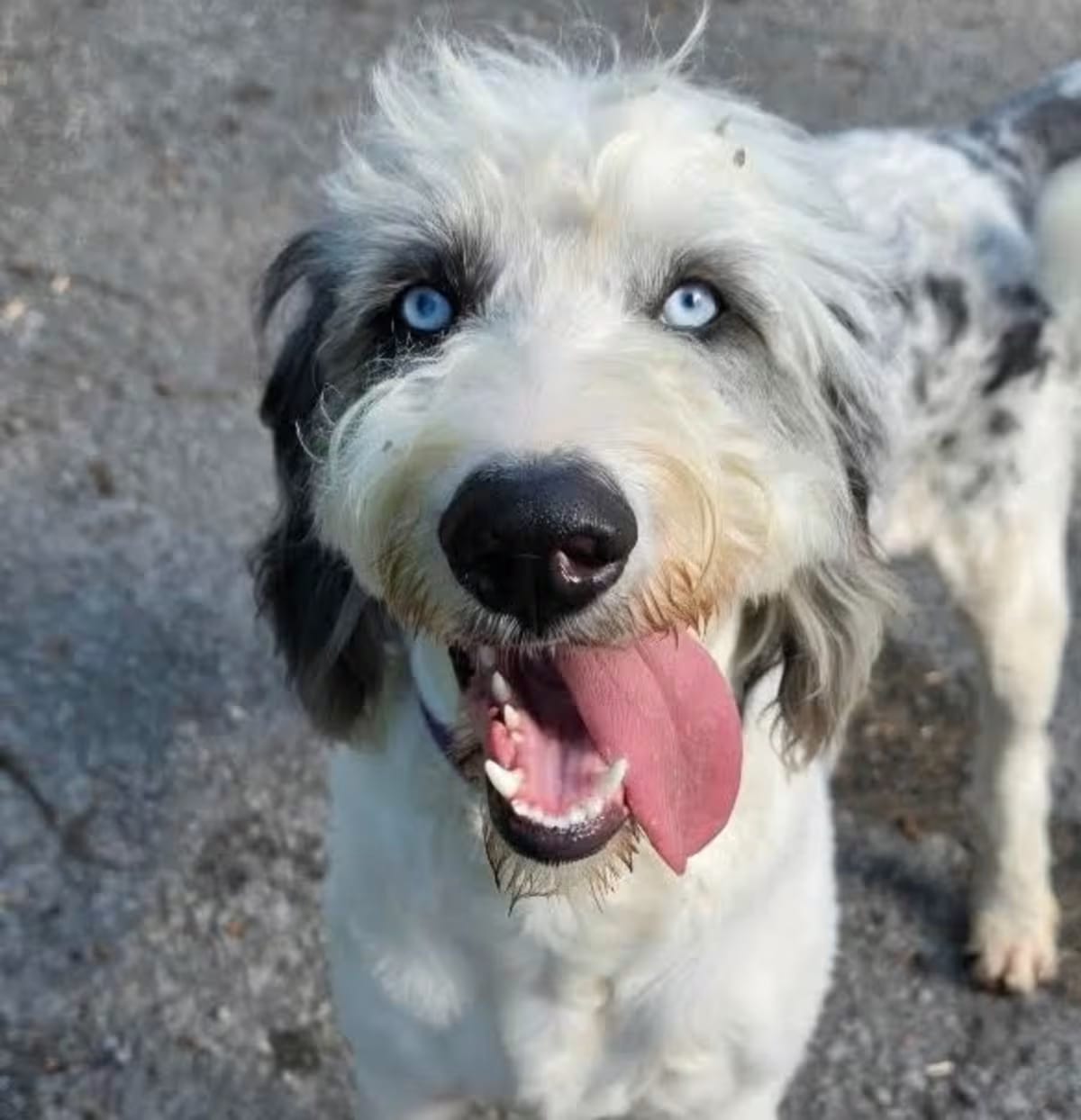 Photo of Matter, adoptable Poodle (Standard)/Australian Shepherd in Roanoke, Virginia
