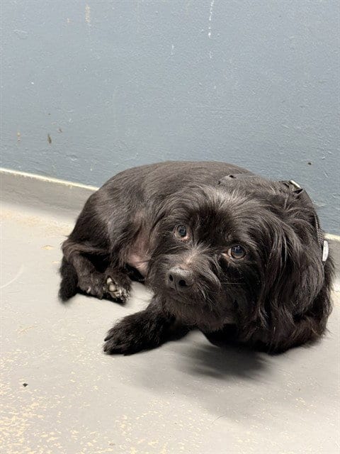 Photo of Scrappy, adoptable Cocker Spaniel in Tallahassee, Florida