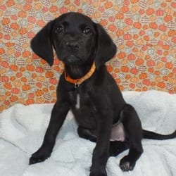 Photo of Adelina, adoptable Labrador Retriever Hound (Unknown Type) in Frederick, Maryland
