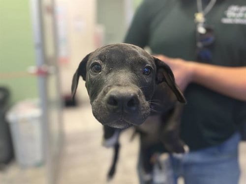 Photo of Shaggy, adoptable American Pit Bull Terrier in Grand Prairie, Texas