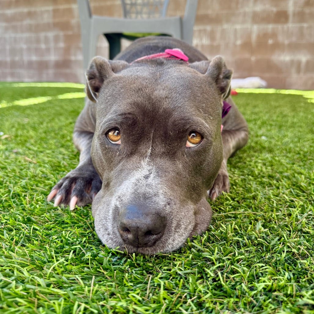 Photo of Betsy, adoptable Terrier, American Pit Bull in Agoura Hills, California