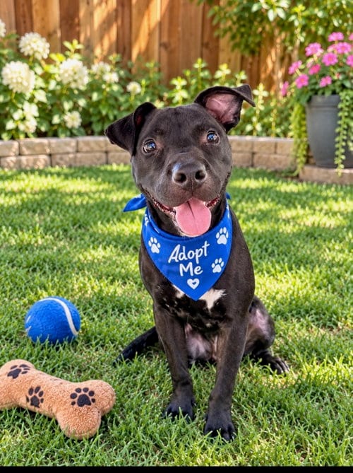 Photo of Crunchy, adoptable Terrier in Euless, Texas