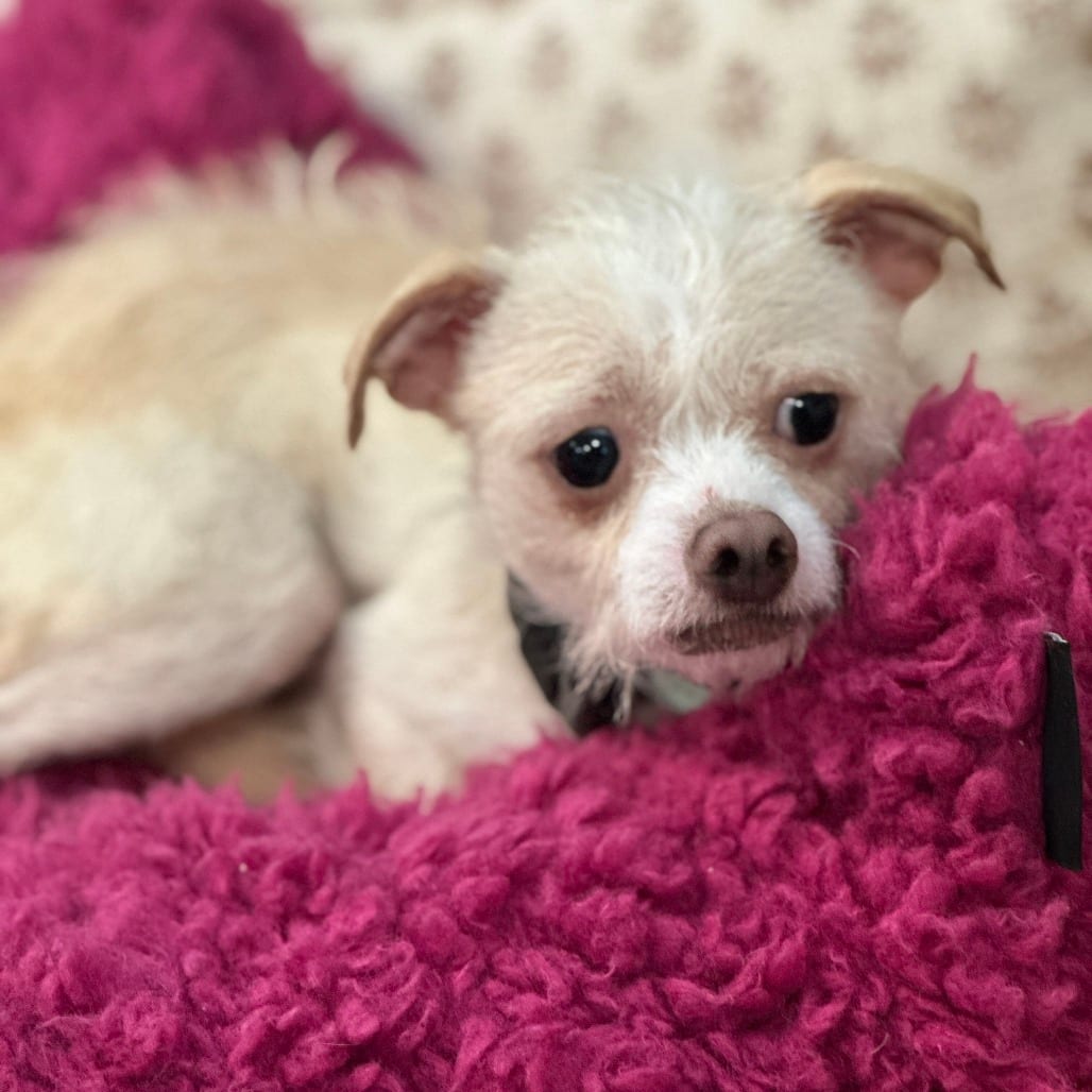 Photo of Pistachio, adoptable Terrier in San Francisco, California