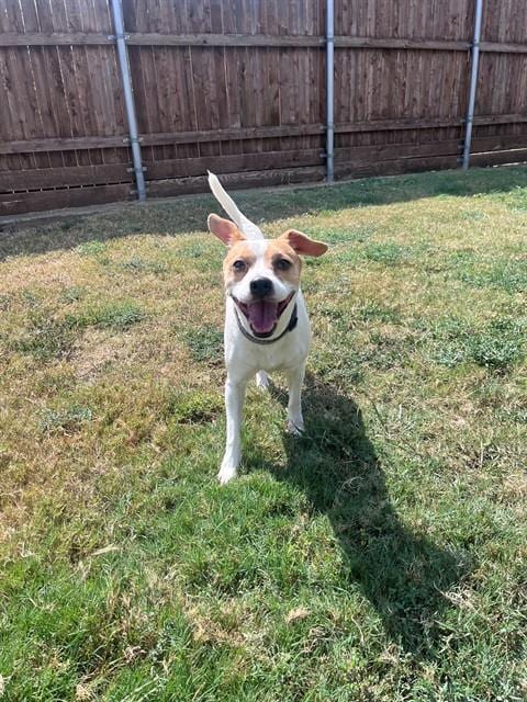 Photo of Shadow, adoptable Beagle in Plano, Texas