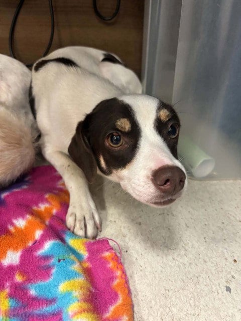Photo of Wilma, adoptable Chihuahua in Conroe, Texas