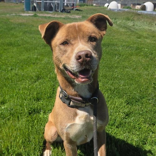 Photo of Monty, adoptable American Pit Bull Terrier in Yreka, California