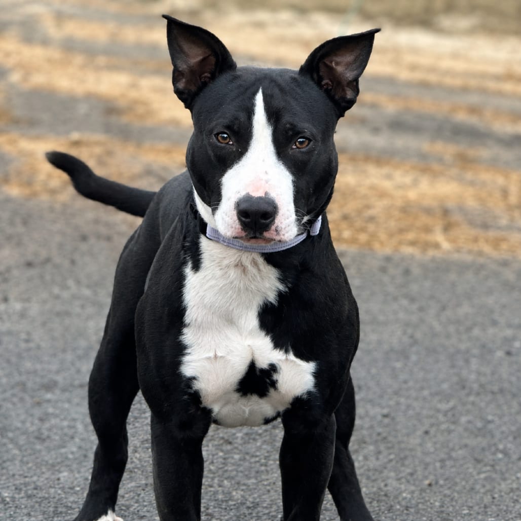 Photo of Wally, adoptable Terrier / Mixed Breed (Medium) in Marshall, Texas
