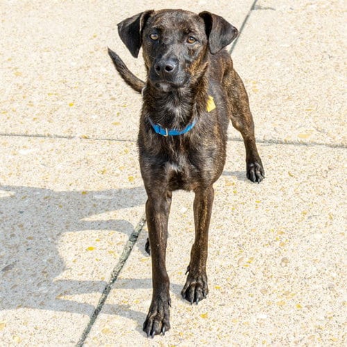 Photo of Caramel, adoptable Labrador Retriever in St Louis, Missouri