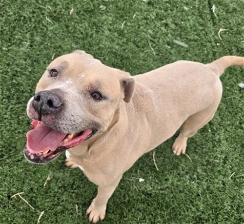 Photo of Meliodas, adoptable Pit Bull Terrier in Casper, Wyoming