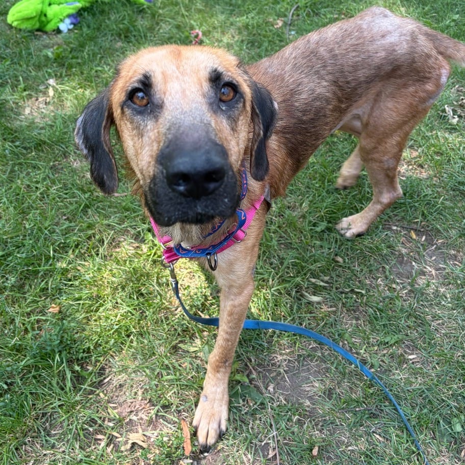 Photo of Jimothy, adoptable Shepherd / Mixed Breed (Large) in Buffalo, Minnesota
