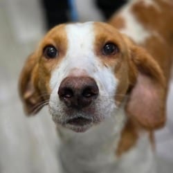 Photo of Milford, adoptable Hound (Unknown Type) in Chatham, Virginia