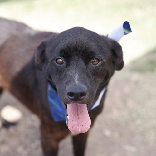 Photo of Shadow, adoptable Labrador Retriever in San Antonio, Texas