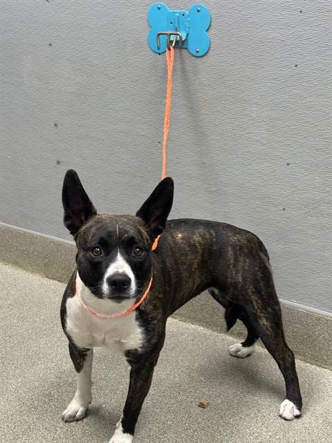 Photo of Apple, adoptable Pit Bull Terrier in Las Vegas, Nevada