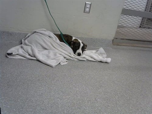 Photo of Micah, adoptable American Pit Bull Terrier in Pasadena, Texas