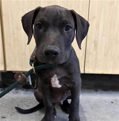 Photo of Parkour, adoptable Labrador Retriever in Camarillo, California