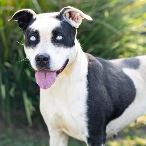 Photo of Hope, adoptable Pit Bull Terrier in Camarillo, California