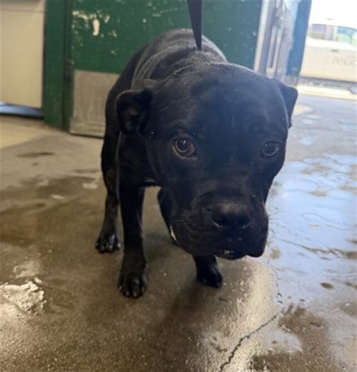 Photo of Ralph, adoptable Pit Bull Terrier in San Bernardino, California