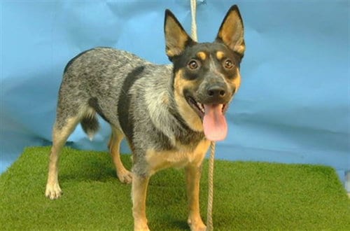 Photo of Hayley, adoptable Australian Cattle Dog/Blue Heeler in Gardena, California