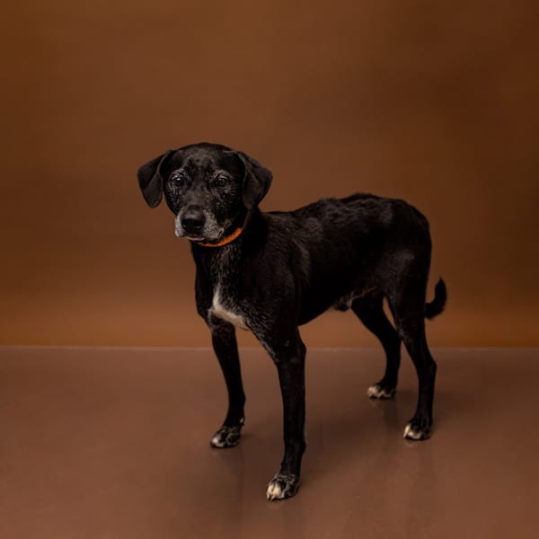 Photo of Winston Hw+, adoptable Labrador cross in Lawrenceville, Georgia