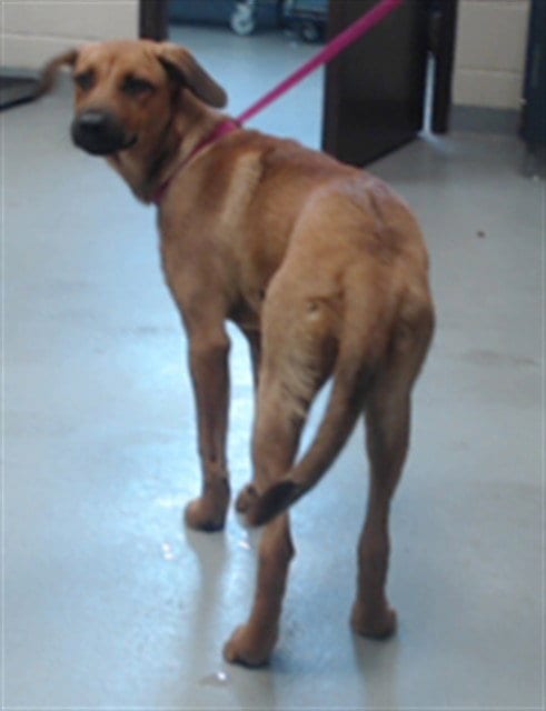 Photo of Blossom, adoptable Labrador Retriever in Fayetteville, North Carolina