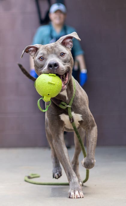 Photo of August, adoptable dog in Chamblee, Georgia