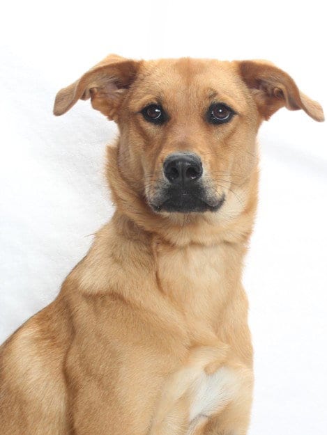 Photo of Barbie, adoptable Labrador Retriever in Burbank, California