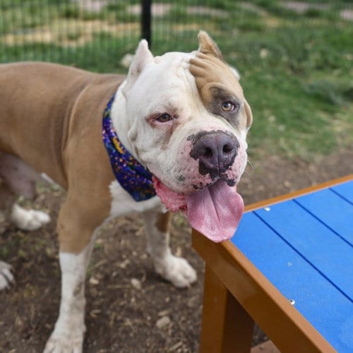 Photo of Amado, adoptable American Bulldog in San Antonio, Texas
