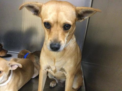 Photo of Califa, adoptable Chihuahua in Riverside, California