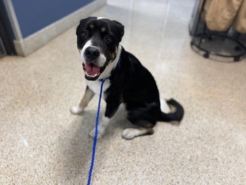 Photo of Baby Boy, adoptable Bernese Mountain Dog in Miami, Florida