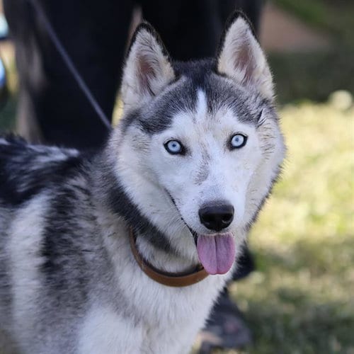 Photo of Bluey, adoptable Siberian Husky in Modesto, California