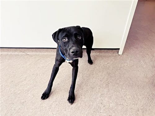 Photo of Zack, adoptable Labrador Retriever in St. Louis, Missouri