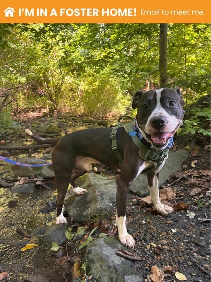 Photo of Boh, adoptable dog in Baltimore, Maryland
