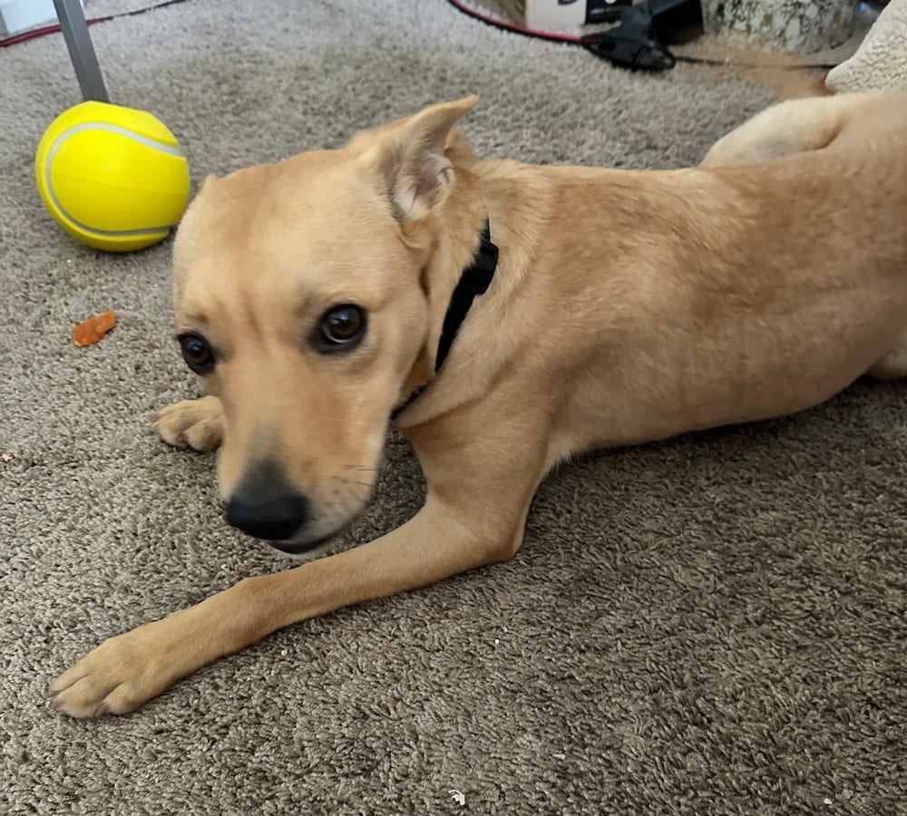 Photo of Bo, adoptable Terriers (Medium) in Dana Point, California