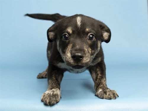 Photo of Neil The Seal, adoptable American Pit Bull Terrier in Phoenix, Arizona