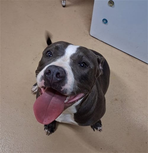 Photo of Skye, adoptable Pit Bull Terrier in Chula Vista, California