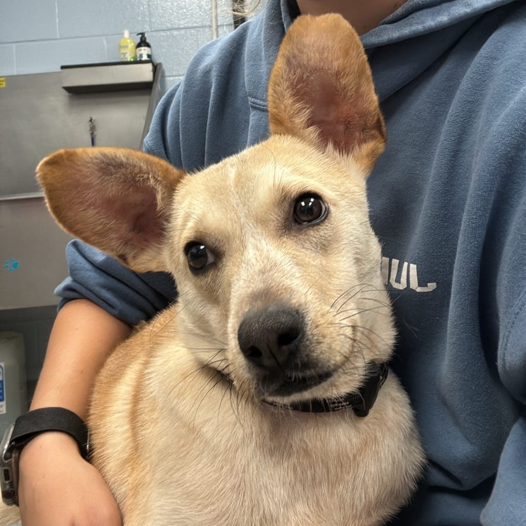 Photo of Ester, adoptable Mixed Breed (Medium) in Martinsville, Virginia