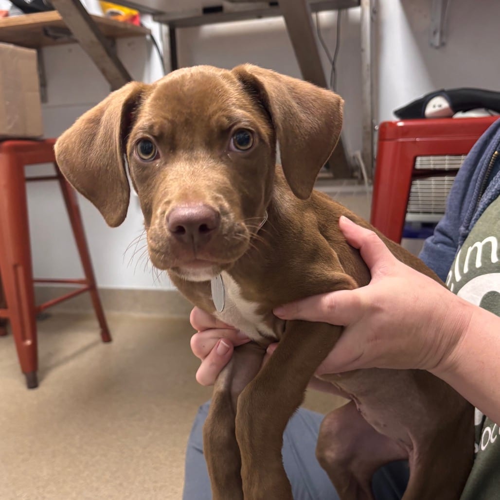 Photo of Aisha, adoptable Vizsla / Mix in Brookfield, Wisconsin