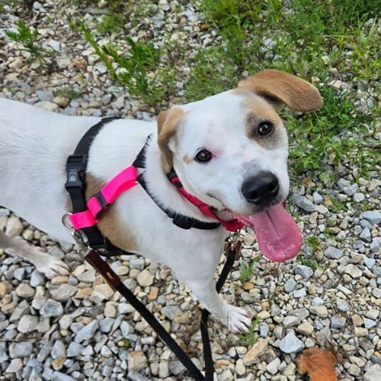 Photo of Lessia May, adoptable Mixed Breed (Medium) in St. Louis, Missouri