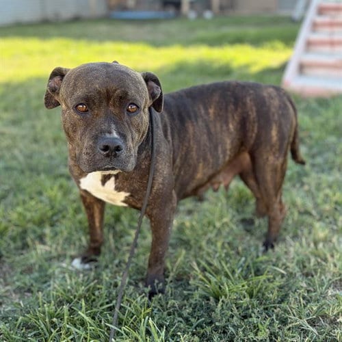 Photo of Kira, adoptable Pit Bull Terrier in Modesto, California