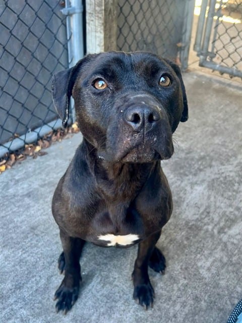 Photo of Nixie, adoptable American Pit Bull Terrier in Chicago, Illinois