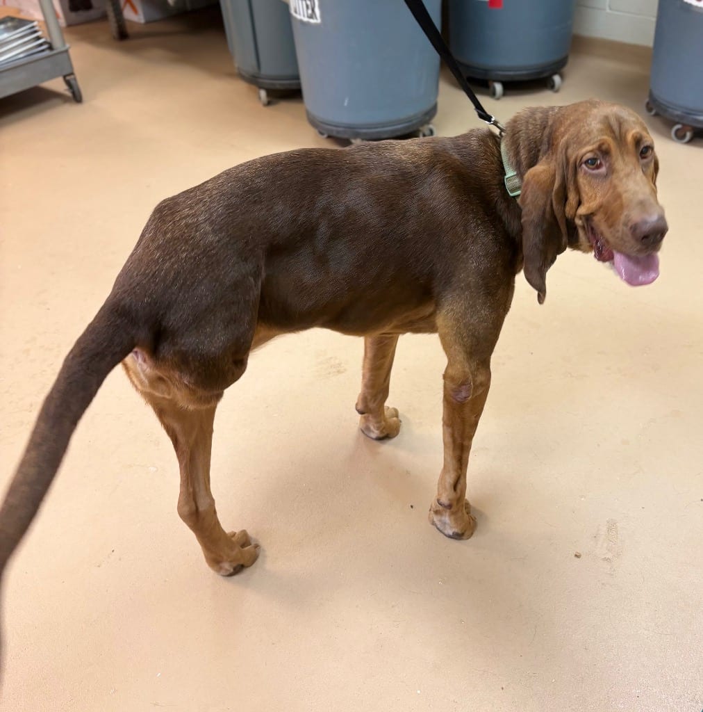 Photo of Daisy, adoptable Bloodhound in Nacogdoches, Texas