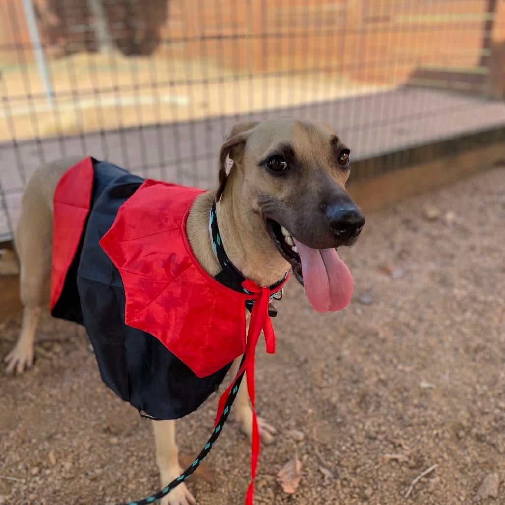 Photo of Scrappy, adoptable Black Mouth Cur / Mix in Houston, Texas