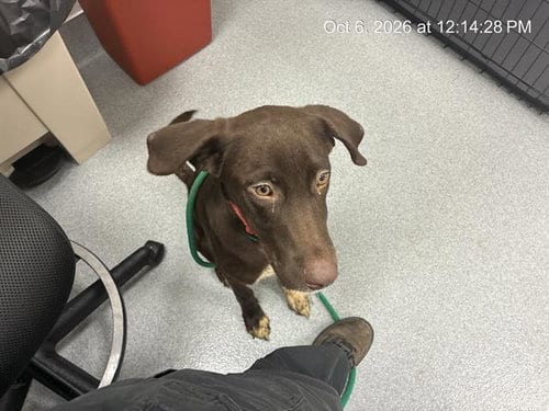 Photo of Brew, adoptable Labrador Retriever in Ocala, Florida
