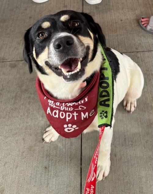 Photo of Orla, adoptable Border Collie in Charlotte, North Carolina